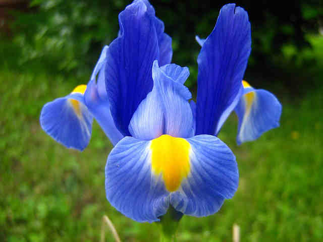 Iris